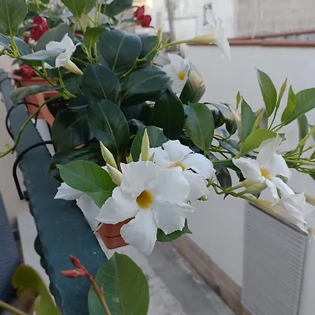 Il Vicoletto Nocleg ze śniadaniem