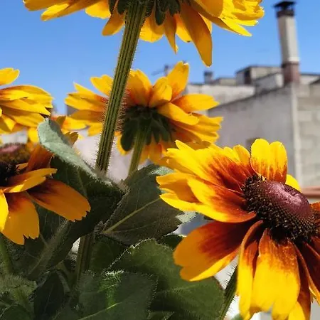 Il Vicoletto * Avetrana