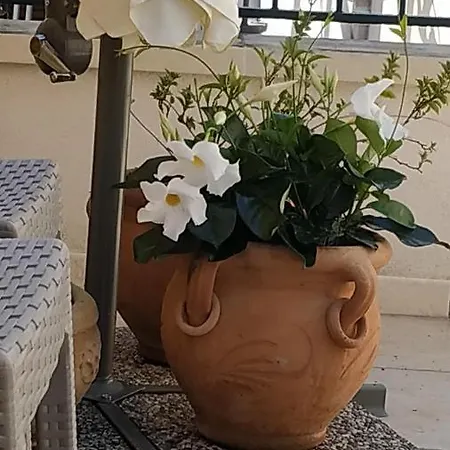 Il Vicoletto