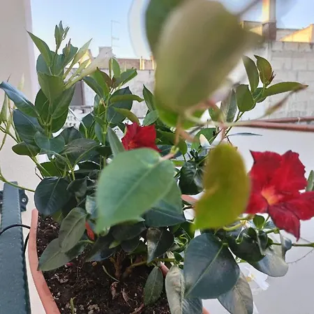 Il Vicoletto Avetrana