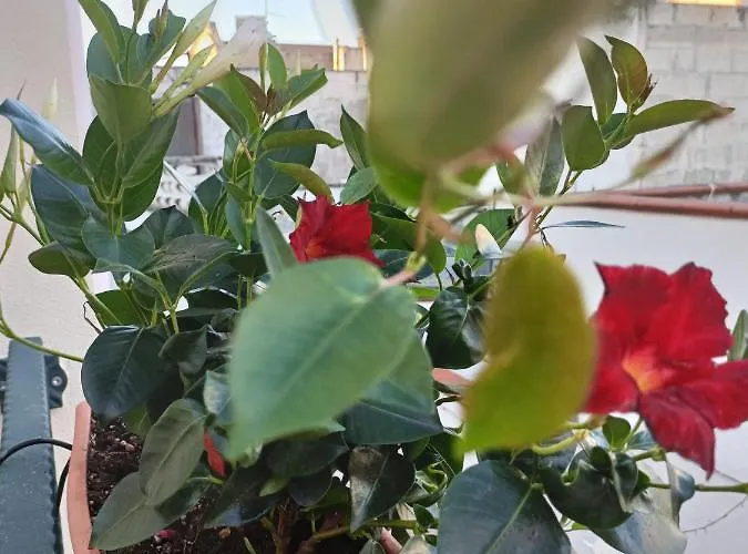 Il Vicoletto أفيترانا